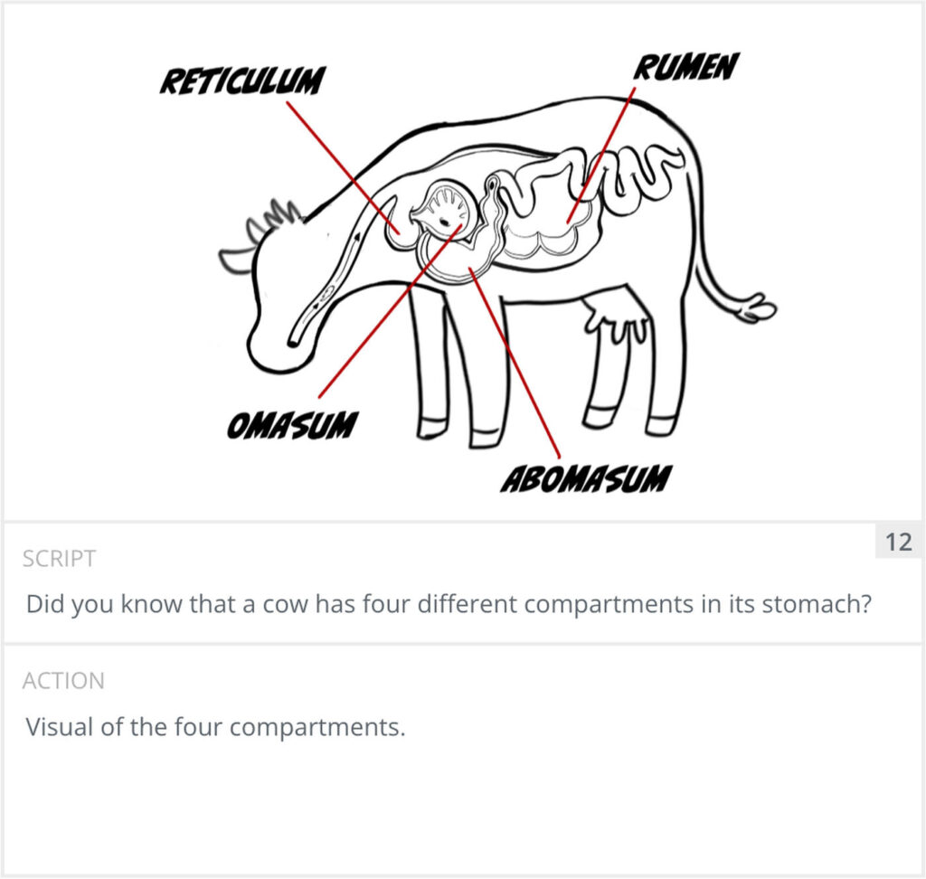 Storyboard panel 12: diagram of the cow's four stomach compartments