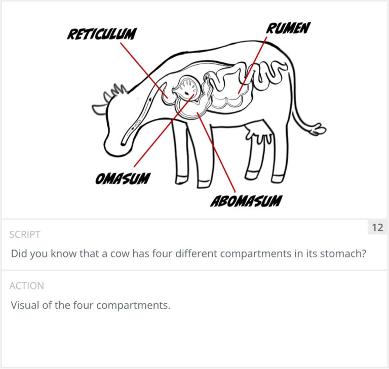 Storyboard panel 12: diagram of the cow's four stomach compartments